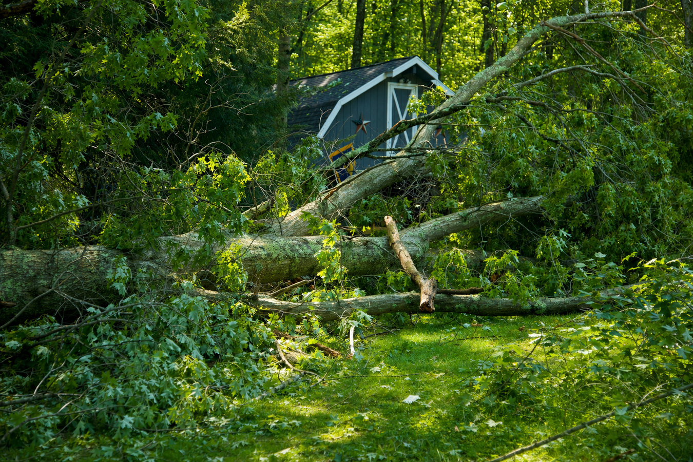 Emergency tree service