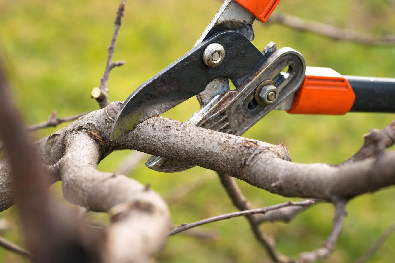Tree pruning