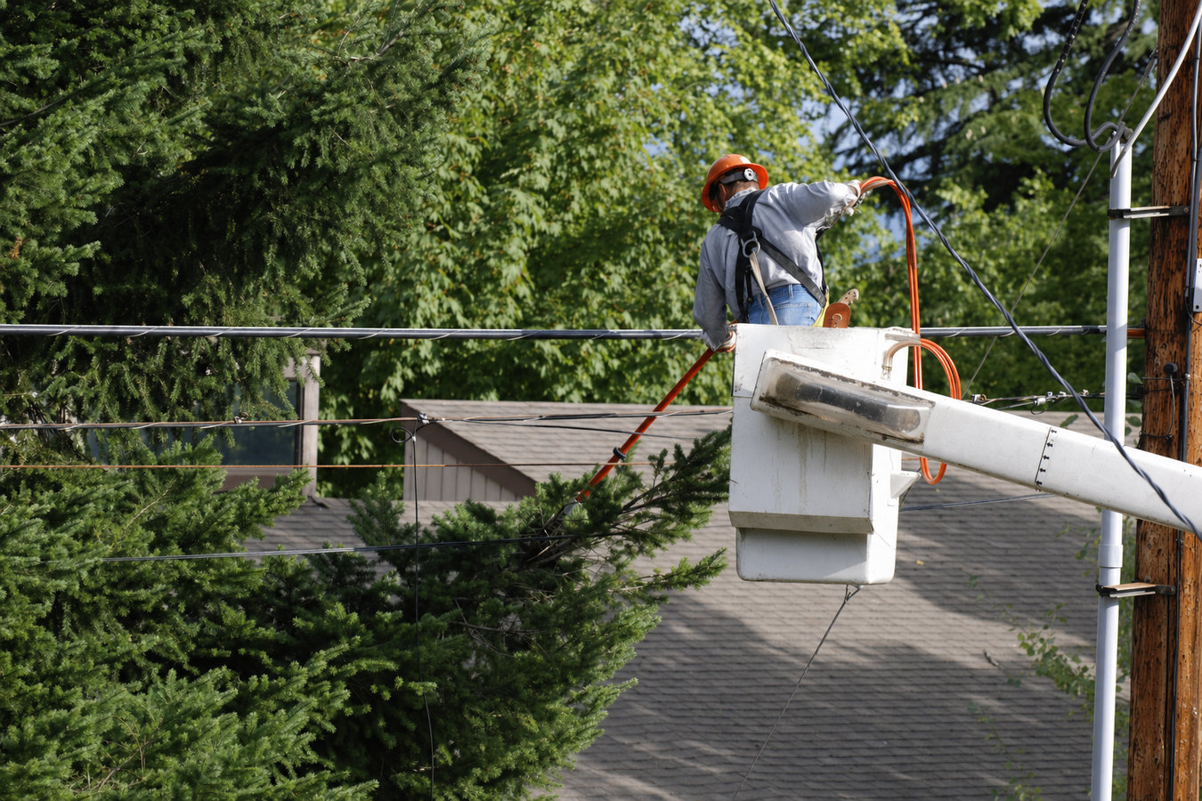 Tree trimming